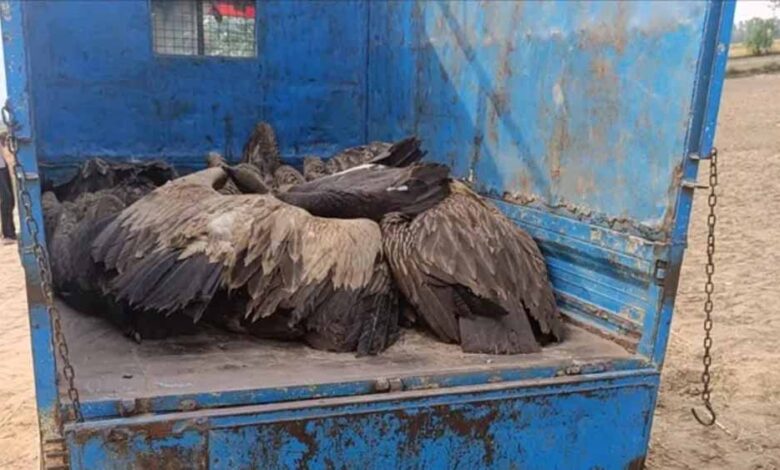 यूपी में रहस्यमयी घटना: आसमान से गिरे 28 गिद्ध, तड़प-तड़प कर मौत से दहशत यूपी-में-रहस्यमयी-घटना:-आसमान-से-गिरे-28-गिद्ध,-तड़प-तड़प-कर-मौत-से-दहशत