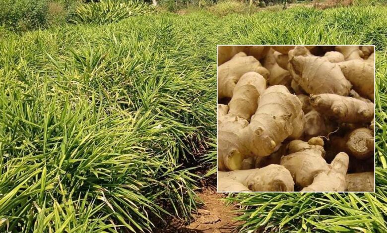 एक जिला एक उत्पाद योजना से बदली तस्वीर, अदरक की खेती से दोगुना मुनाफा कमाया एक-जिला-एक-उत्पाद-योजना-से-बदली-तस्वीर,-अदरक-की-खेती-से-दोगुना-मुनाफा-कमाया