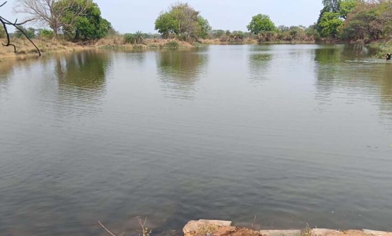 नहरों से सूखते तालाबों में जलभराव:भीषण गर्मी से बड़ी राहत, 4755 तालाब हुए लबालब नहरों-से-सूखते-तालाबों-में-जलभराव:भीषण-गर्मी-से-बड़ी-राहत,-4755-तालाब-हुए-लबालब