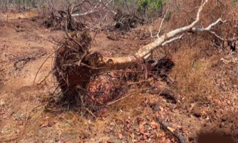 116 एकड़ जंगल पर चला कुल्हाड़ा, रेवाडीह में बेशकीमती पेड़ों की कटाई से हड़कंप 116-एकड़-जंगल-पर-चला-कुल्हाड़ा,-रेवाडीह-में-बेशकीमती-पेड़ों-की-कटाई-से-हड़कंप