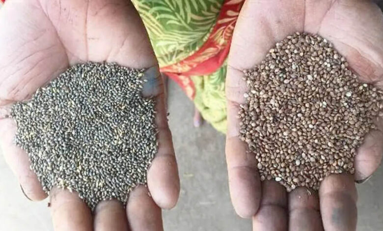 कोदो-कुटकी की खेती अपनाएं, पोषण और समृद्धि दोनों पाएं कोदो-कुटकी-की-खेती-अपनाएं,-पोषण-और-समृद्धि-दोनों-पाएं